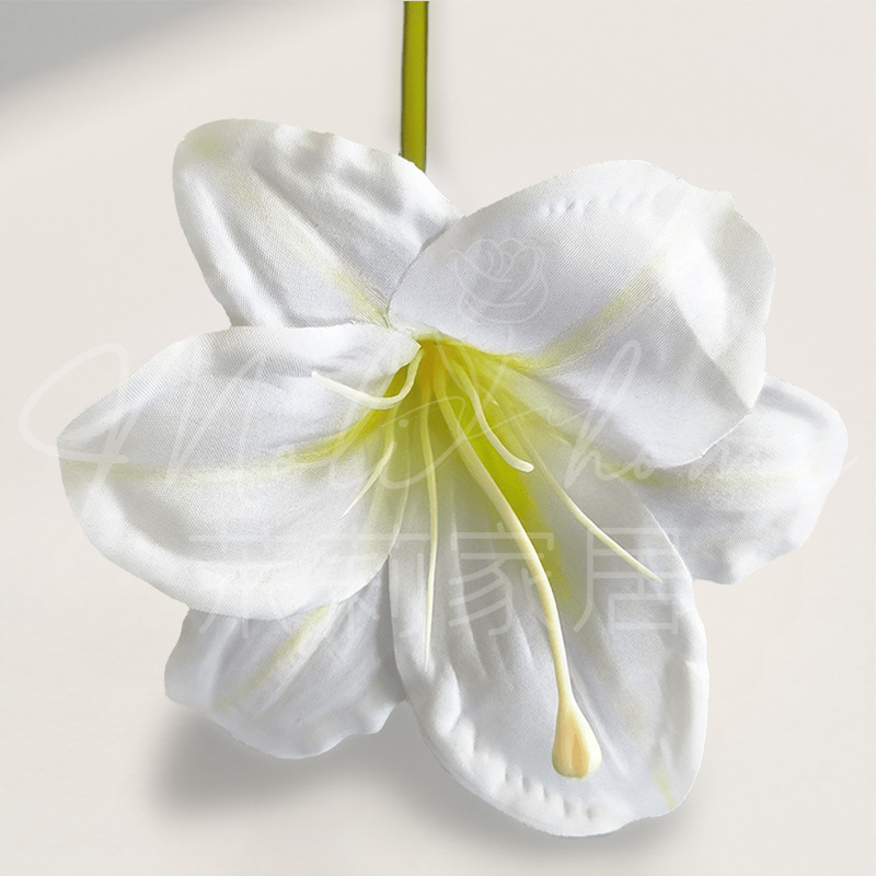 흰색 단일 지점 Hemerocallis