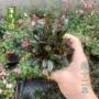 多年生庭院植物露天筋骨草