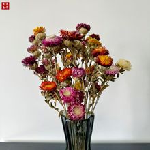 菠萝菊干花花束混色七彩菊小雏菊干花家居客厅摆件花束礼盒配材批