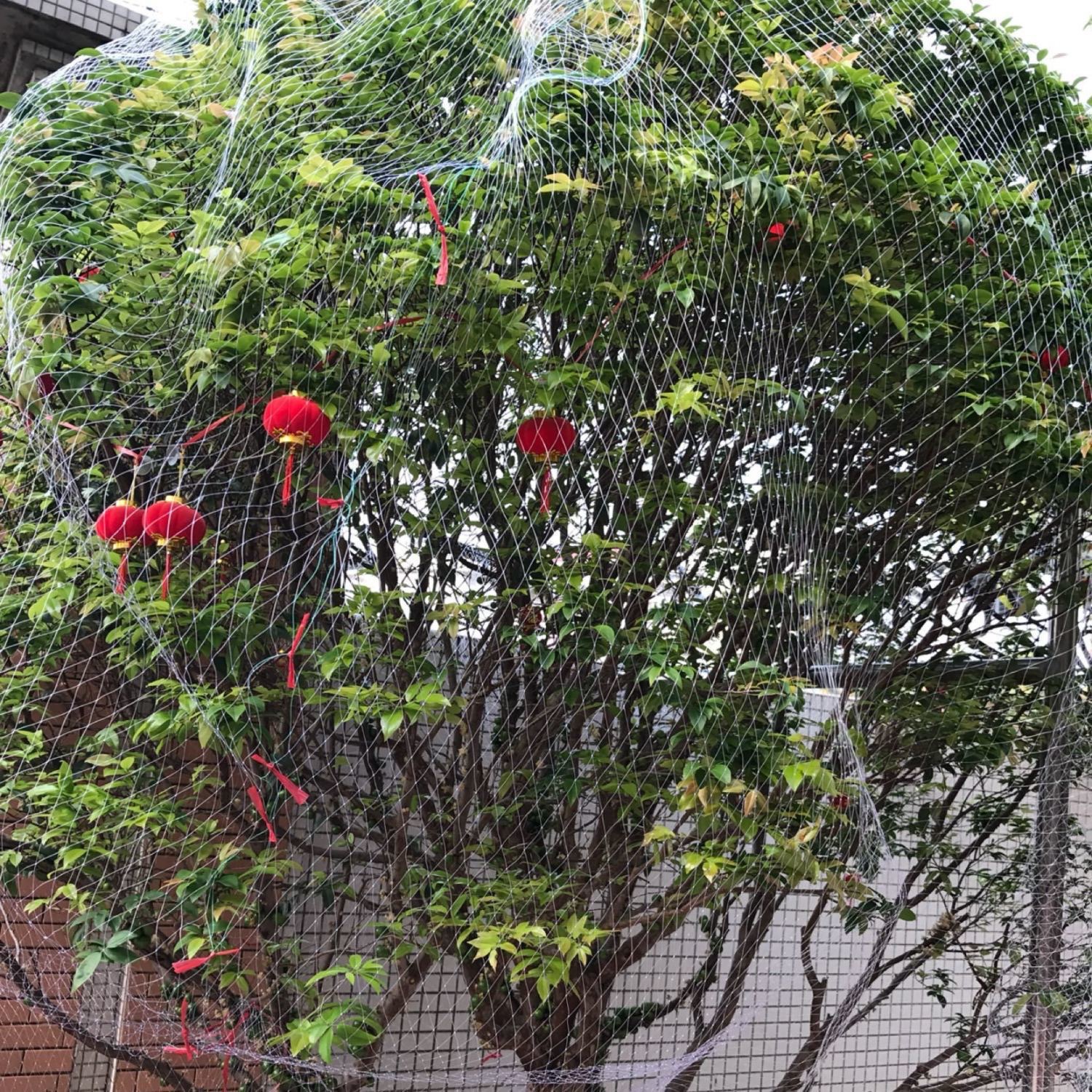 果树防鸟网樱桃树葡萄蔬菜防护罩尼龙网网罩果子防鸟网子直销