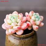 劳尔带多肉植物群生多头罗琦老桩肉肉植物办公室内盆栽花卉多年生