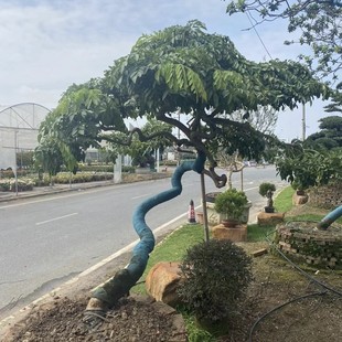 2411 Supply Bent Pole, Slanted Shape, Huanghuali 2m Height or So, Courtyard Display, Rosewood