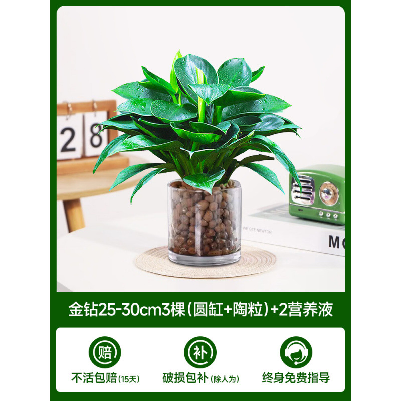 수경 금다이아몬드 25-30cm 3그루(둥근통+세람사이트) + 영양액 2개