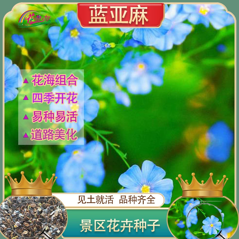 Семена многолетнего синего льна легко выращивать в любое время года, подходят для ландшафтного дизайна садов и проектов «цветочные моря».