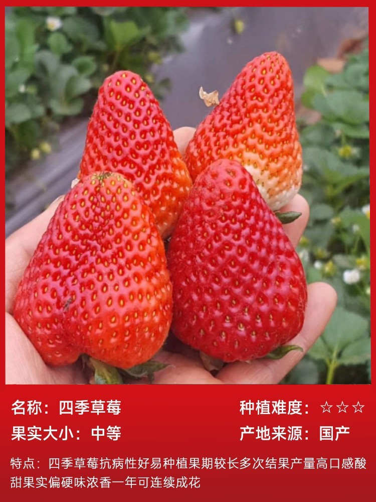 四季イチゴ 15本（土で生きた状態）と無料肥料
