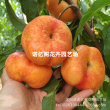 早熟新品种中油蟠5号黄金蟠桃树苗嫁接南北方种植果树苗盆栽地栽