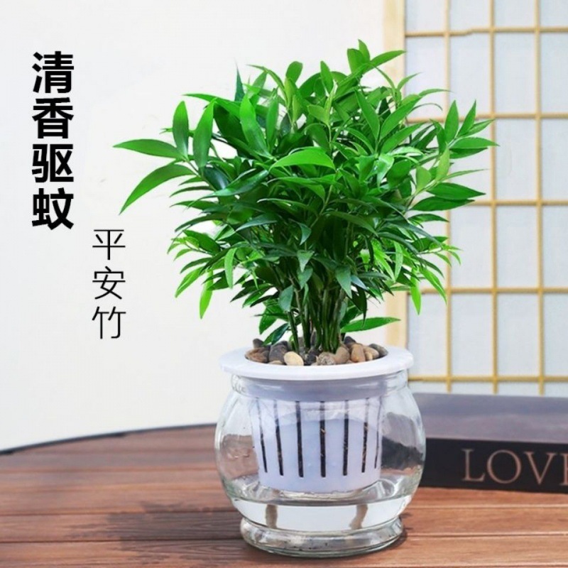 批发驱蚊新宠竹柏水养水培植物室内桌面植物盆景绿植花卉四季好养|ms