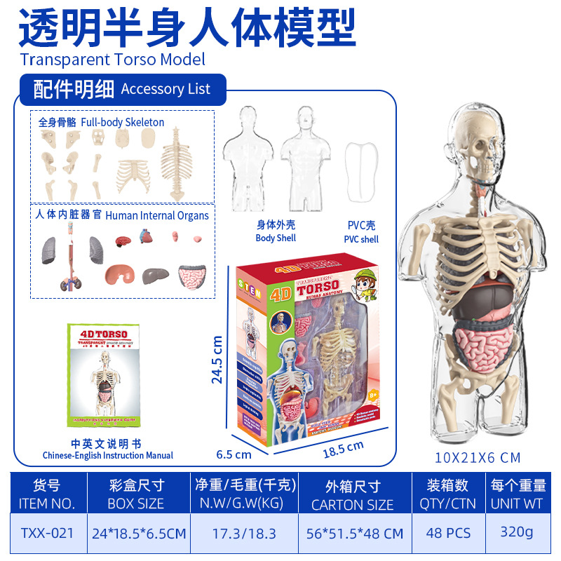 Modelo del cuerpo humano, juguetes educativos STEM para niños, modelo de anatomía humana desmontable, reconocimiento de órganos, fabricante, venta al por mayor image 28