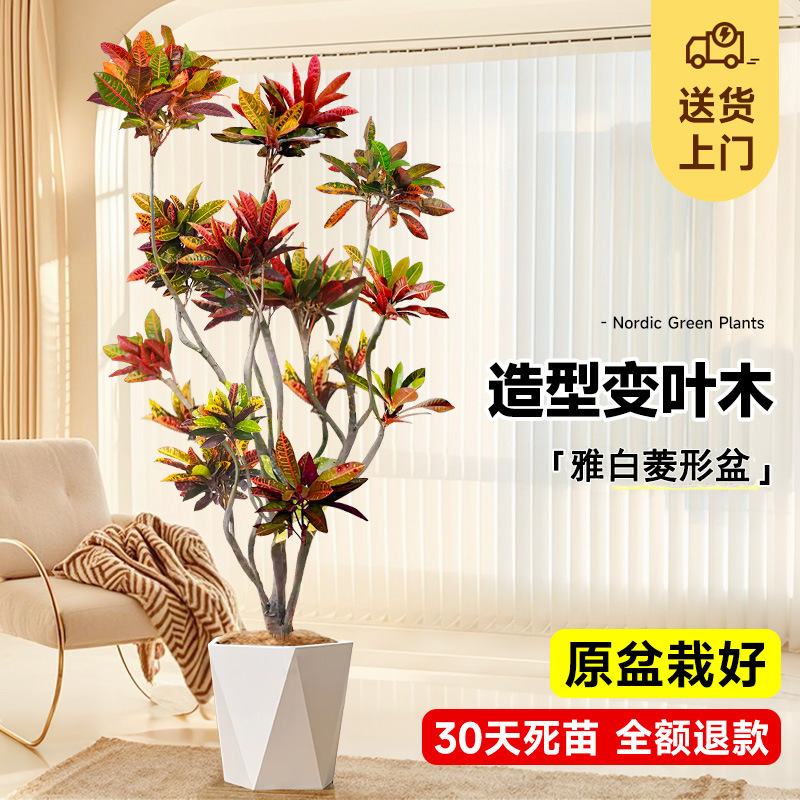 [사망보상 보장] 스타일링 색상 변경 목재 1.3- 1.4m (우아한 흰색 다이아몬드 세면대) 비료 + 트레이 포함