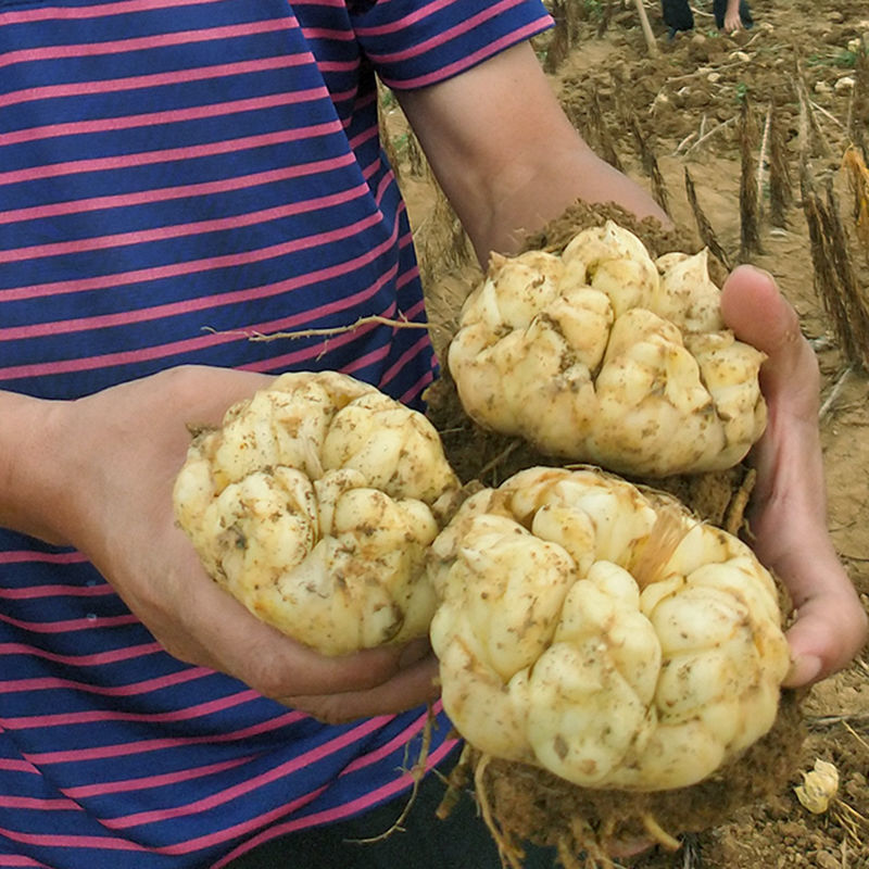 新鮮で食用効果のある薬用と食用の同型ユリ、採れたての硫黄不使用のほんのり苦い農家産の白いユリ|undefined