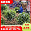 Tea seedling Base wholesale Fuding Large white Green Tea Longjing gold black tea Angelina White tea In tea gardens Seedlings