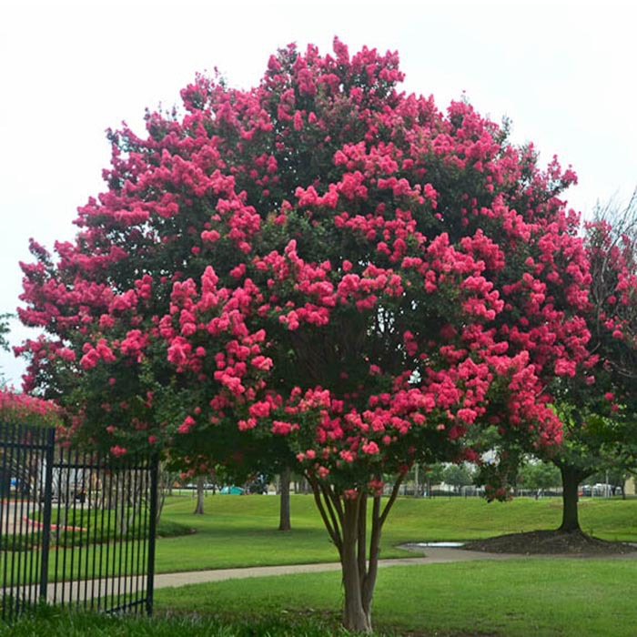 四季开花耐寒紫薇树苗别墅盆地栽庭院种植百日红紫薇树苗绿化苗