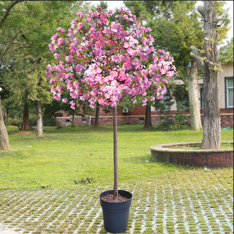 Landscaping Project Seedlings of the Chinese Rose Tree, Ornamental Trees for the Courtyard, Beautiful Tree Shapes, Potted Plants for the Courtyard