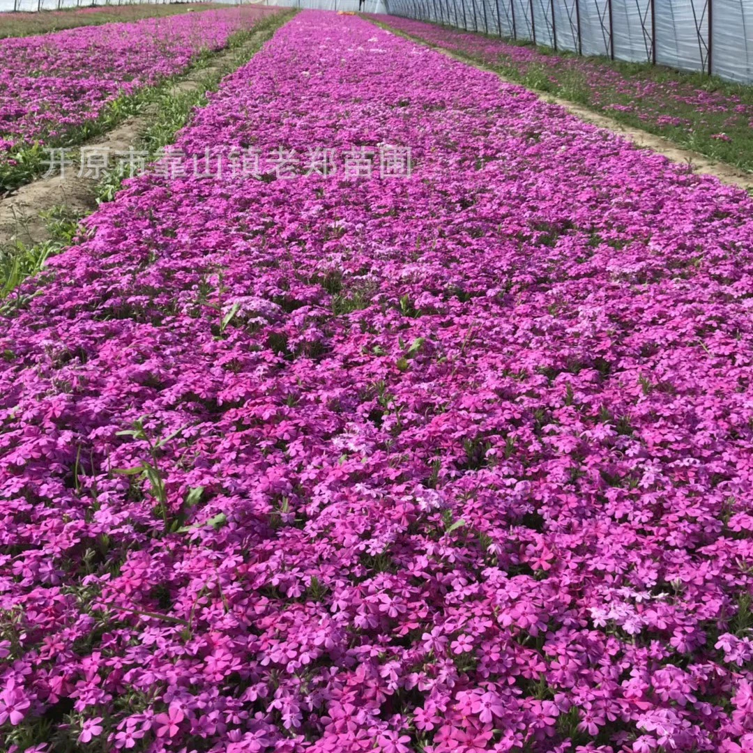 Оптовая продажа хвойных растений Флокс, розовые цветы Флокса, растения для залежей, рассада Флокса в горшках, морозостойкие многолетние цветы Флокс