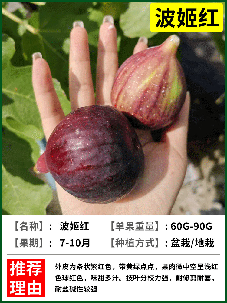 보지홍 6년근 모종 + 특수비료 [흙과 잎이 있는 나무 1그루]