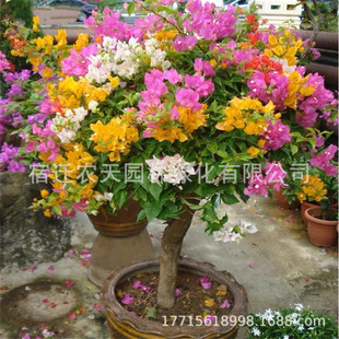 Wei Zi Bougainvillea Potted Flower Seedlings, Fragrant Flower Plants, Balcony Courtyard Climbing Vines, Double-Petaled Old Piles, Blooming in All Seasons and Resistant to Cold