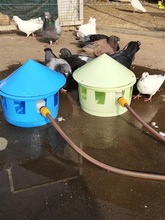 鸽子自动喂水器喂水壶信鸽赛鸽观赏鸽鸽子用品用具饮水器用品用具