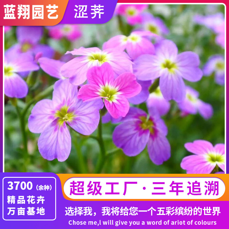 源头厂家七里香种子驱蚊香四季可播易种室外室内阳台盆栽涩荠花籽