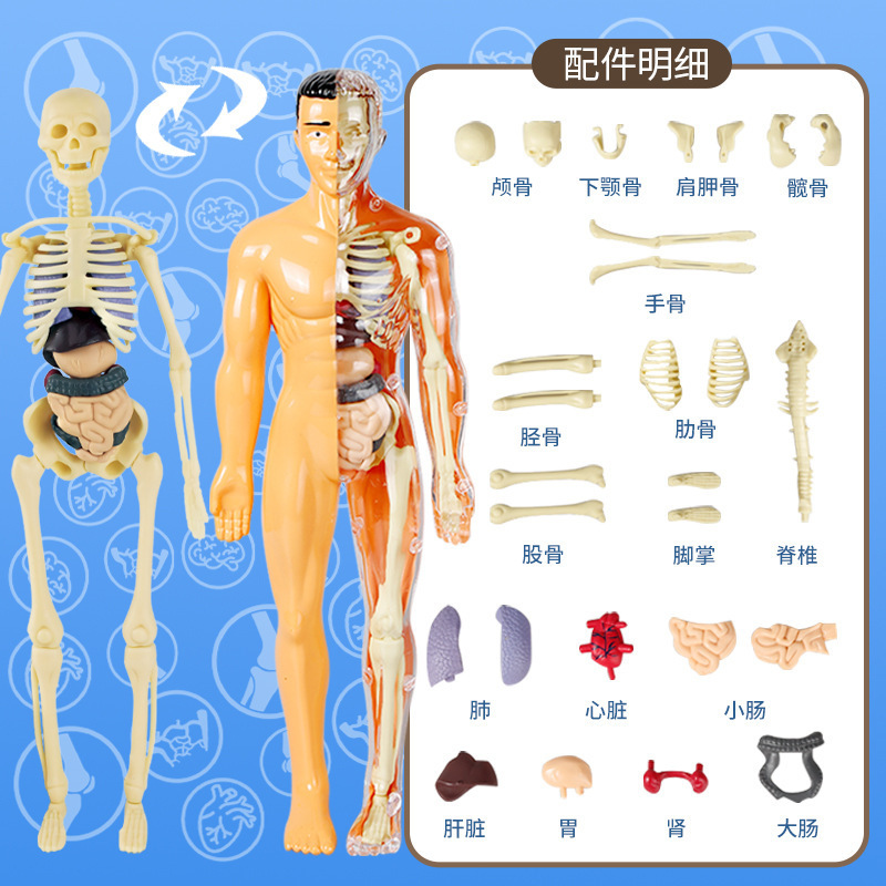 跨境玩具早教人体器官骨骼模型套装科教中小学生DIY组装儿童益智|undefined