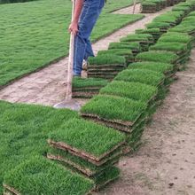真草草坪带土草皮四季长青地毯马尼拉台湾果岭草别墅庭院绿化批发
