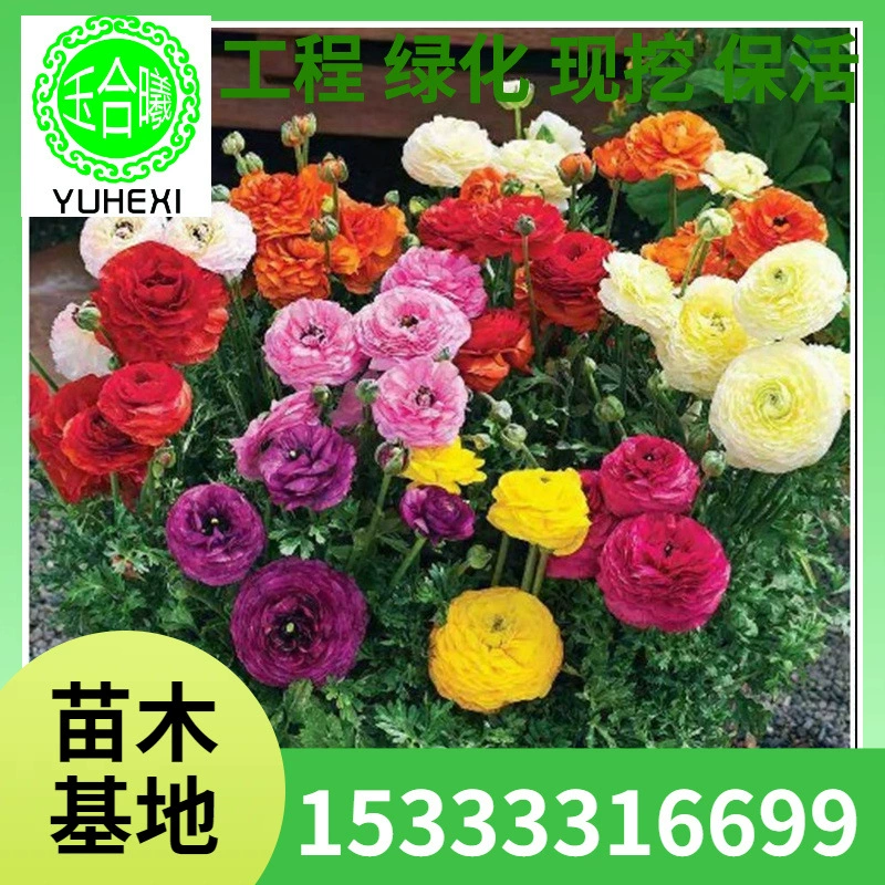 Основа оптовой продажи цветочных ризомов, луковиц пионы с листьями сельдерея, семян цветов, горшечных растений, морозостойких, простых в выращивании и уходе.