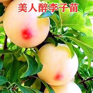 �ش������������Ә���޽�������������Ϸ������Nֲ���Թ�����