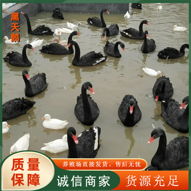 568a09324aeb00cf4a716c10b654dc