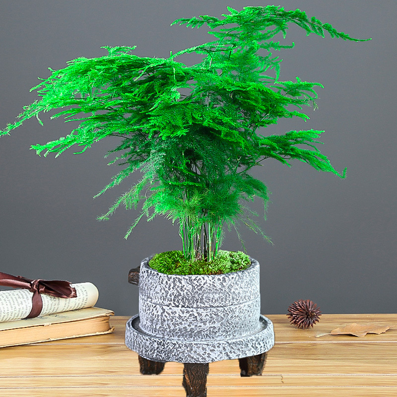 돌가루 [중분지 아스파라거스]에는 뿌리가루가 들어있습니다.