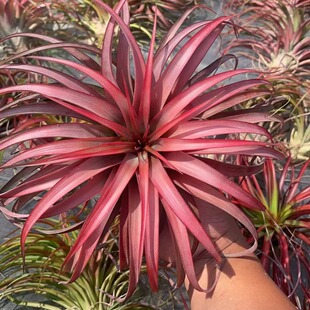 Air Pineapple Soilless Plant Medium and High Variety (Recommended) Hanging Green Plant Balcony Living Room Decoration Manufacturer