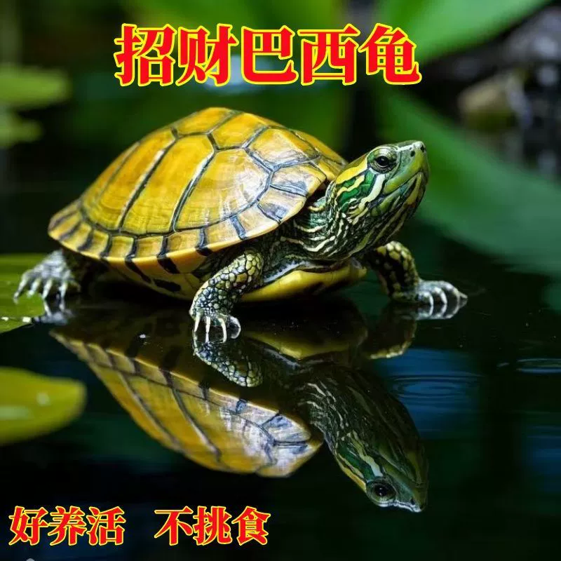 Золотая удачная бразильская черепаха, пара черепах, маленькие живые черепахи для домашнего животного, декоративные долговечные черепахи с красными ушками, трансграничные