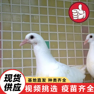 ���۷N��6��13���µİ������N�� ����������� �y���N�� �t��ū��