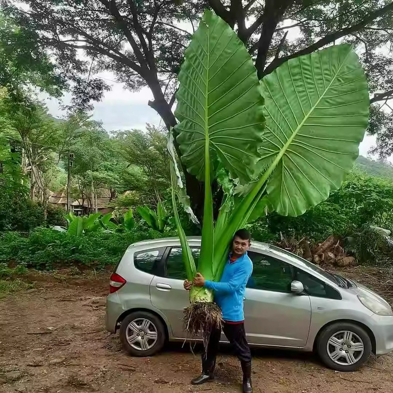 【1 Piece Dropshipping】Elephant Ear Taro Large Wild Taro Indoor Large Green Plant Living Room Large Leaf Potted Plant Garden Super Large Leaf Plant 【1 Piece Dropshipping】Elephant Ear Taro Large Wild Taro Indoor Large Green Plant Living Room Large Leaf Potted Plant Garden Super Large Leaf Plant