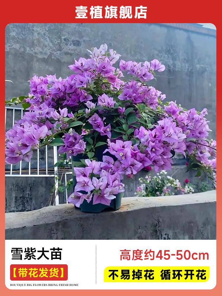 [꽃과 함께 배송] 눈보라색 모종 [45-50cm丨떨어지기 쉽지 않음丨반복 개화]