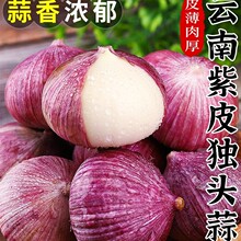 云南紫皮独头蒜10斤农家蔬菜独蒜大蒜头紫皮大蒜红皮湿蒜直销