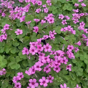 Qingzhou Base Four-Season Grass Flower Supply Seasonal Grass Flower Backgammon Landscape Flower Sea Zinnia Greening Project