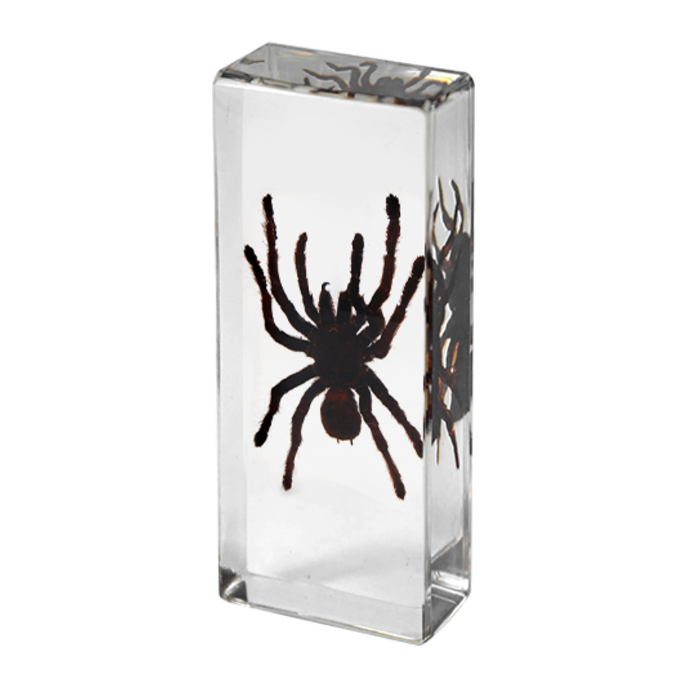 110*43mm 대형 장식품 새 잡기 거미