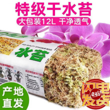 干水苔蝴蝶兰专用青苔兰花石斛专用土苔藓乌龟垫料捕蝇草猪笼草