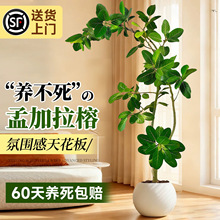 网红孟加拉榕盆栽客厅绿植室内大型黄金榕高山榕树落地旺宅好养活