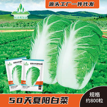 Դ�^�S�����l���50�쿹��ײ˷N�������ļ������͟��ײ˷N����