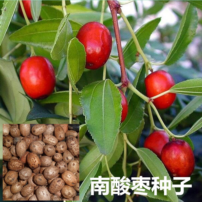 南酸枣种子 酸枣树 货郎果 四眼果 山枣树 鼻涕果 五眼果树种籽