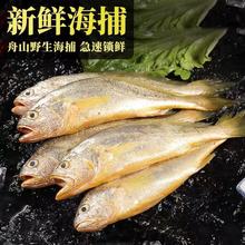 黄鱼小黄花鱼特大新鲜海捕新鲜海鲜批发小黄鱼整条饭店商用批发