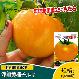 ����ɳȿ�S���ӷ������t���N�� �r��ˈ@�Nֲ�������Sɳȿ������