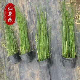 宿根花卉;一二年生花卉;灌木