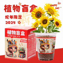 毕业礼物植物盲盒桌面小盆栽创意节日儿童绿植种子盲盒盆栽批发