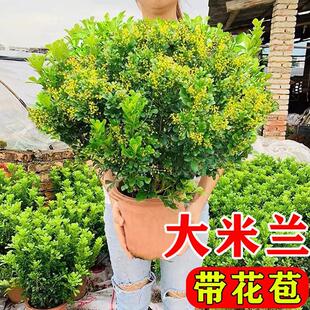 Perfume Milan Blooms in All Seasons, Repels Mosquitoes, Easy-To-Live Flowers, Outdoor High-Temperature-Resistant Old Piles, Indoor Living Room Potted Plants, Strong Fragrance