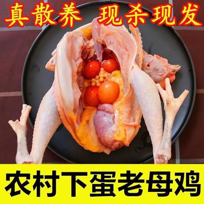 现杀新鲜农家散养土鸡2年老母鸡草鸡月子鸡柴鸡笨鸡走地鸡跑山鸡