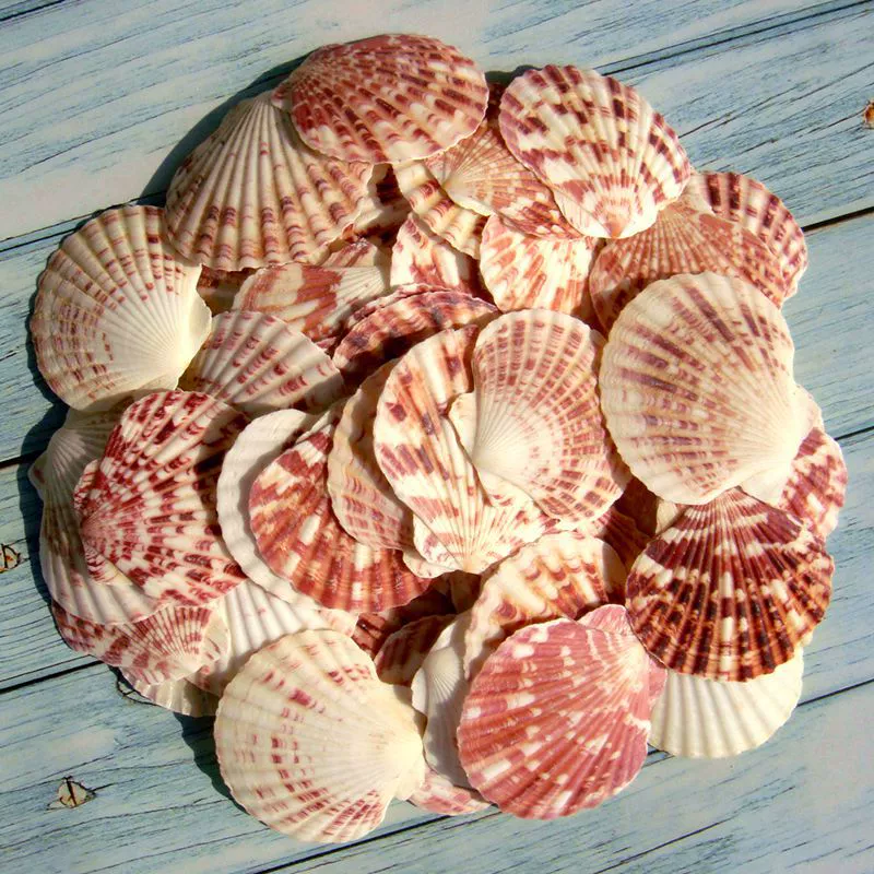 YO3H wholesale natural shell white shell coconut shell shell fish tank aquarium landscaping wool babel window sticker wall decoration