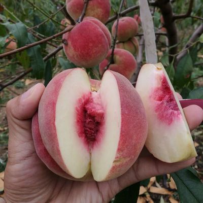 Brin Yunnan Dong Tao Peach fresh Peach Crisp Snow Peach honey peach Wild peach fruit fresh Season fruit