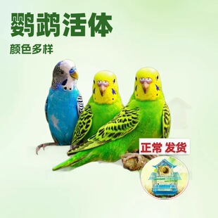 ���P�W�^�W�^���w��Ƥ�B�д����B�P�^�W�^�u���W�^�����B���w�W�^