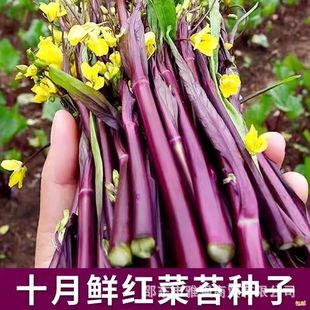 ʮ�¼t��̦�N������߮a�^���߲˴����＾�Nֲ�̨�������N�Ѵ�ȫ